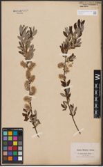 Foto von Salix aurita L. x Salix repens L.